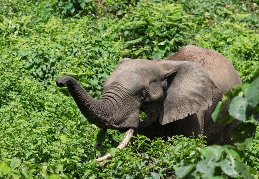 African Forest Elephant in Bwindi Impenetrable Forest