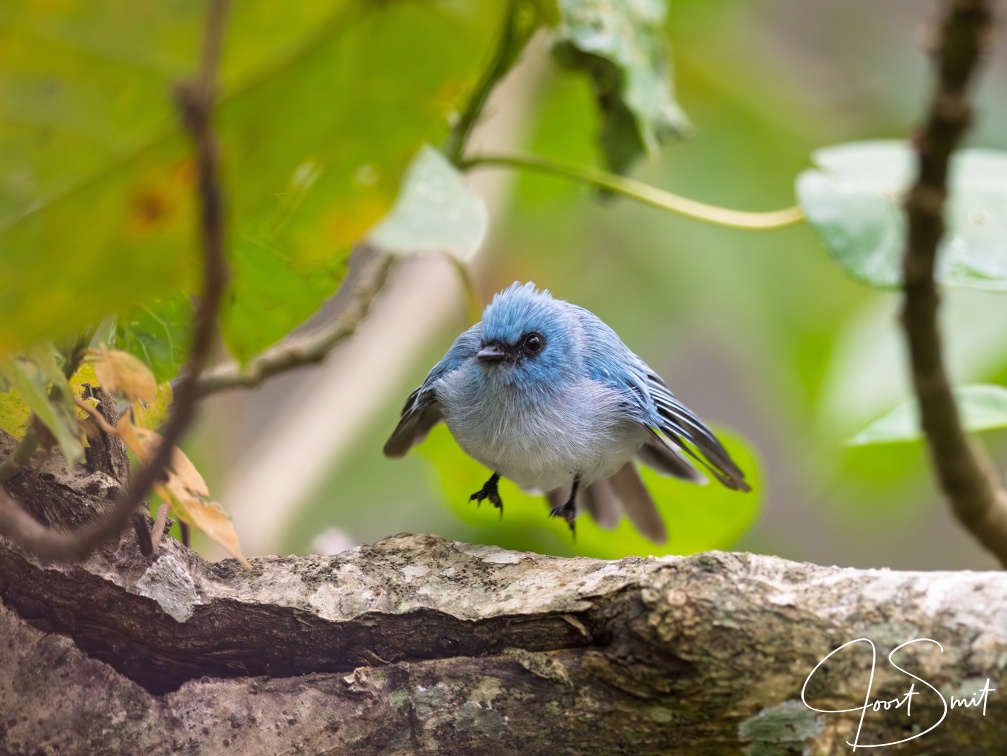White-tailed Blue Flycatcher