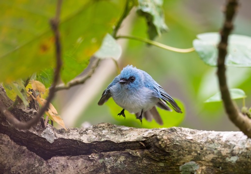 White-tailed Blue Flycatcher