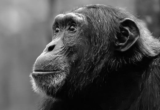 Chimpanzee in B/W