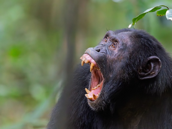 Chimp