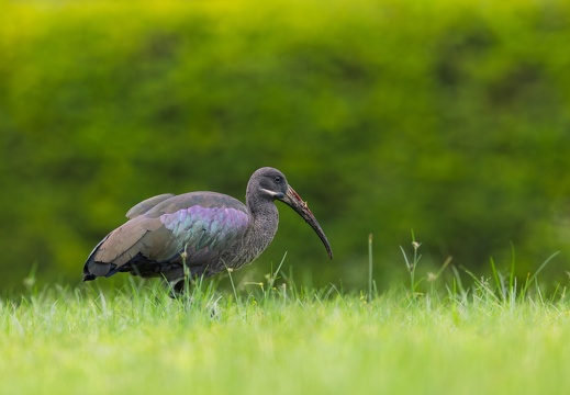 Hadada Ibis