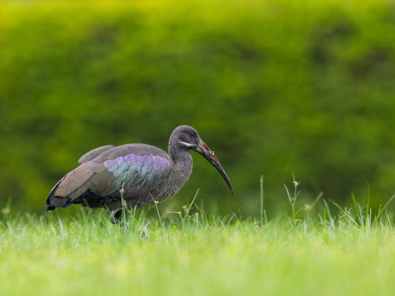 Hadada Ibis