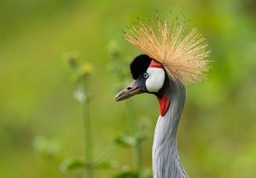 Grey Crowned Crane