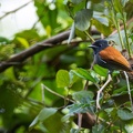 African Paradise Flycatcher