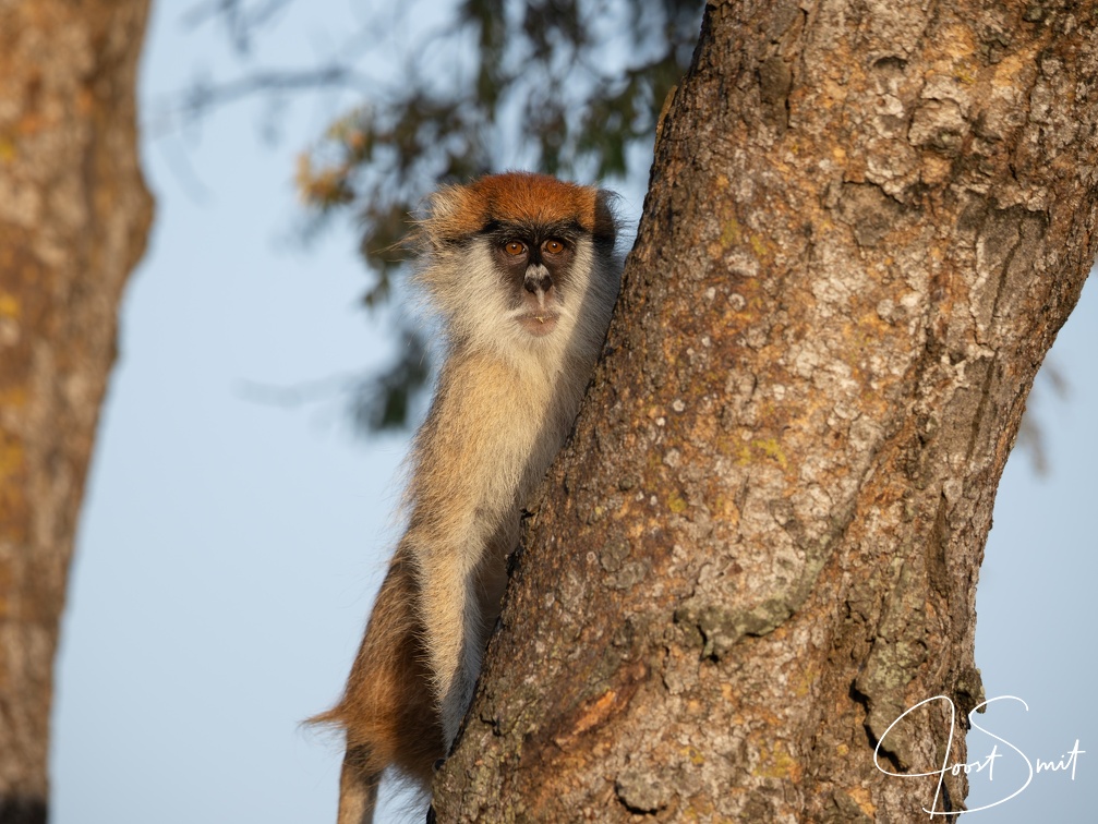 Patas Monkey