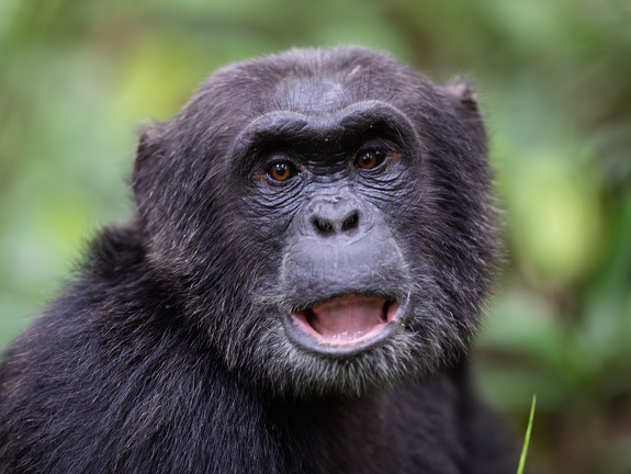 Chimpanzee