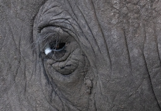 Elephant eye