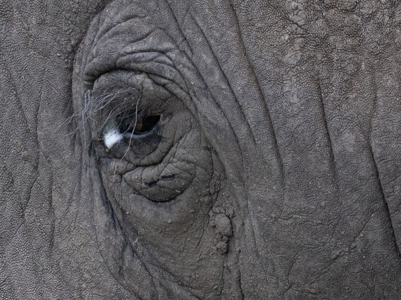 Elephant eye