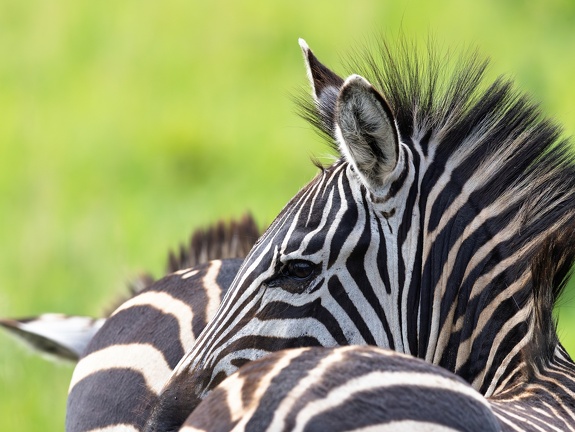 Zebra