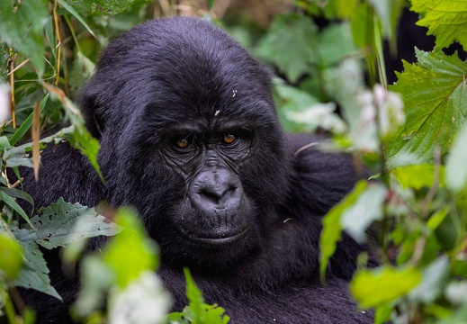 Mountain Gorilla Portrait