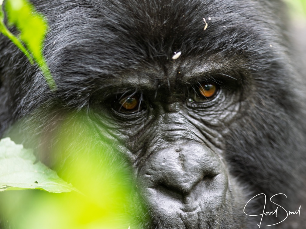 Intimate portret of a Mountain Gorilla