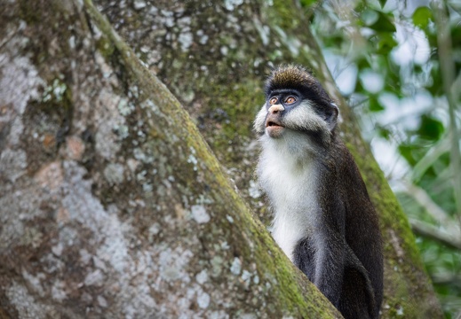 Red-tailed Monkey
