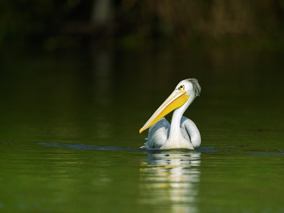 Pelican in the Kazinga Channel