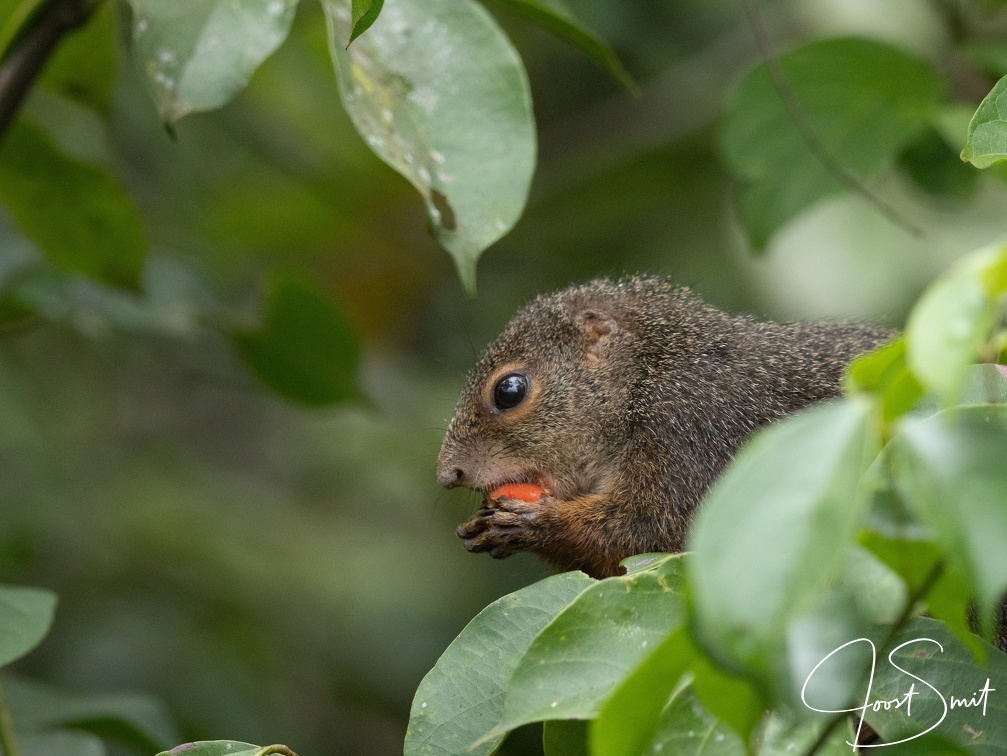 Red-legged Sun Squirrel