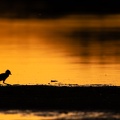 Kievit pullen in silhouet