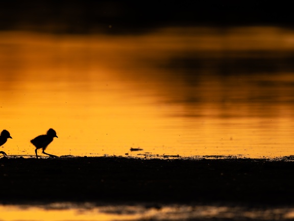 Lapwing chicks in silhouette