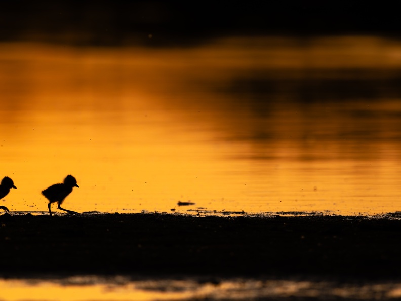 Kievit pullen in silhouet