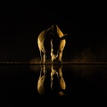  Rhino by night