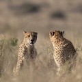 Cheetah Brothers