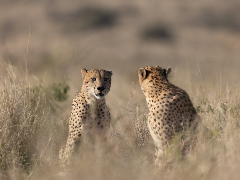 Cheetah Brothers