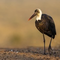 Wooly-necked Stork