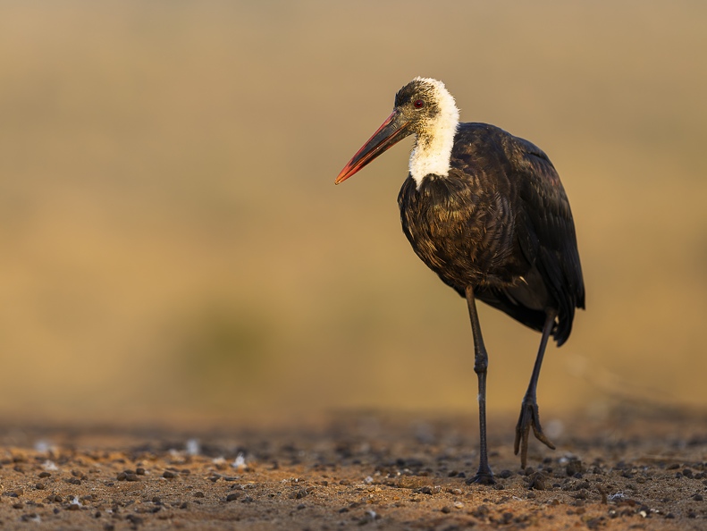 Wooly-necked Stork