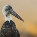 Wooly-necked Stork close-up