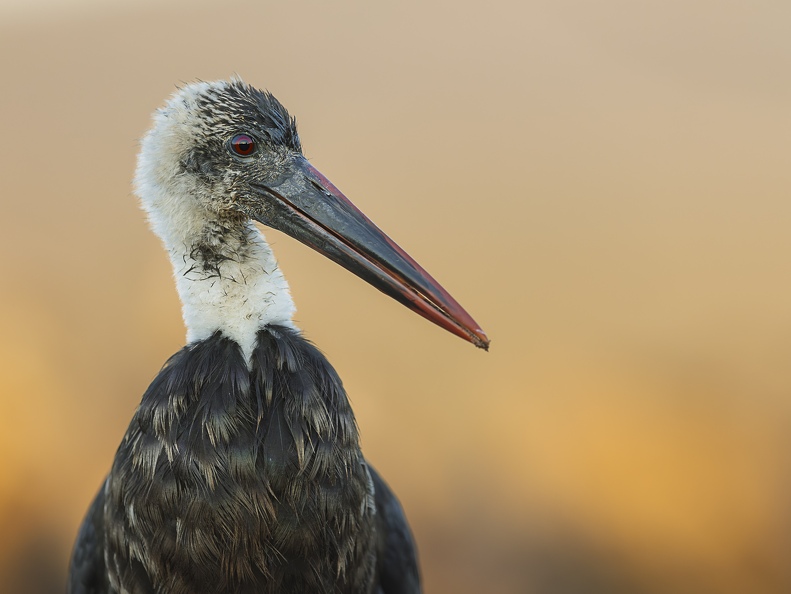 Wooly-necked Stork close-up