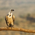White-backed vulture sitting on a branch
