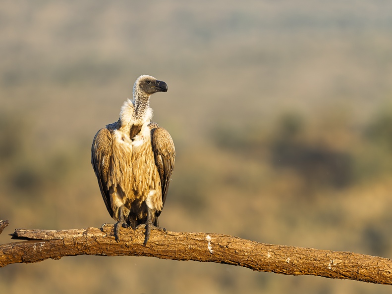White-backed vulture sitting on a branch