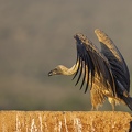 White-backed vulture spreading its wings