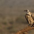 White-backed Vulture