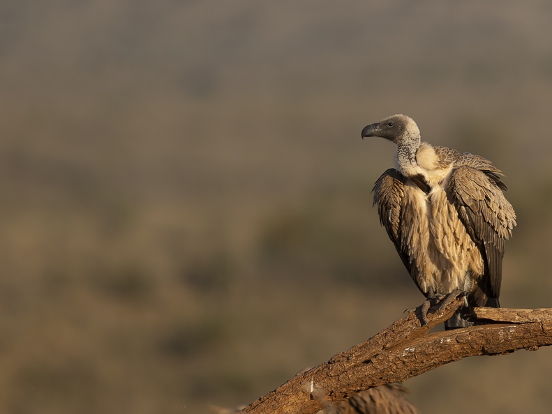 White-backed Vulture