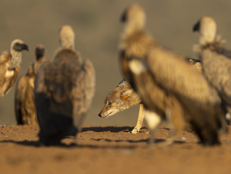 White-backed Vulture and Jackal stand-off