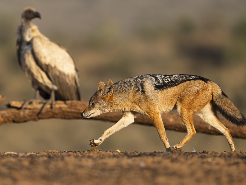 Jackal going in for a steal