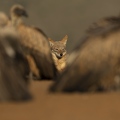 Black-backed Jackal between White-backed Vultures