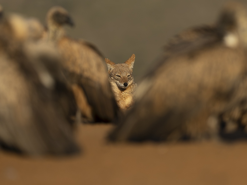 Black-backed Jackal between White-backed Vultures