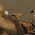 Black-backed Jackal between White-backed Vultures