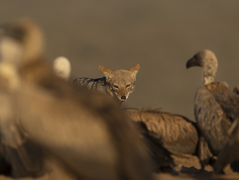 Black-backed Jackal between White-backed Vultures