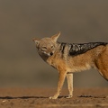 Black-backed Jackal