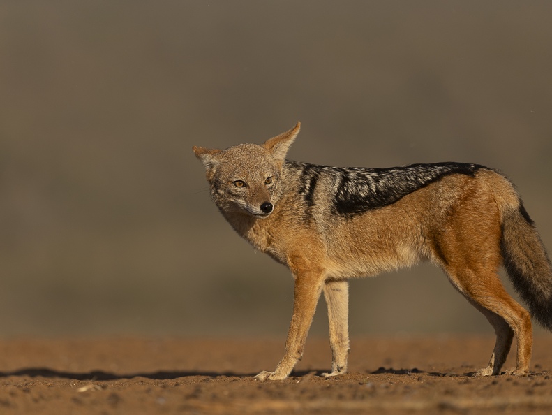 Black-backed Jackal