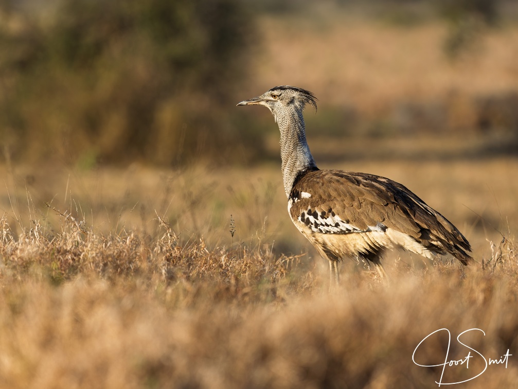 Kori Bustard