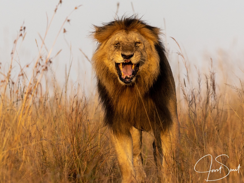Lion