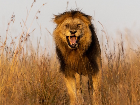 Lion