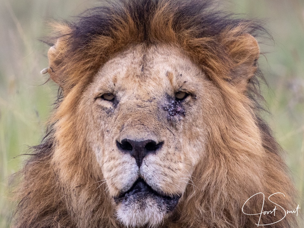 Lion close-up