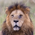 Lion close-up