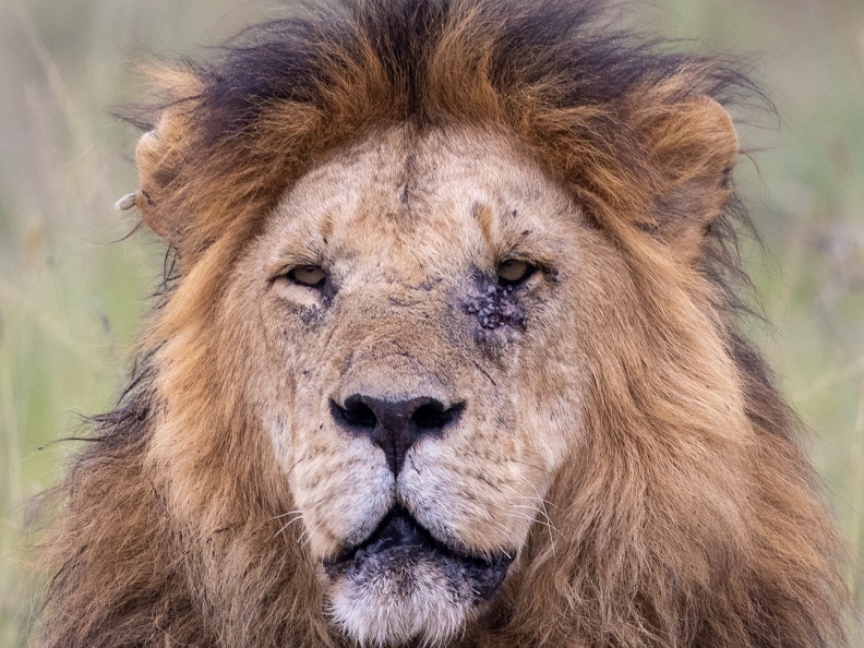 Lion close-up