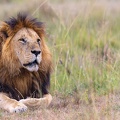 Lion resting