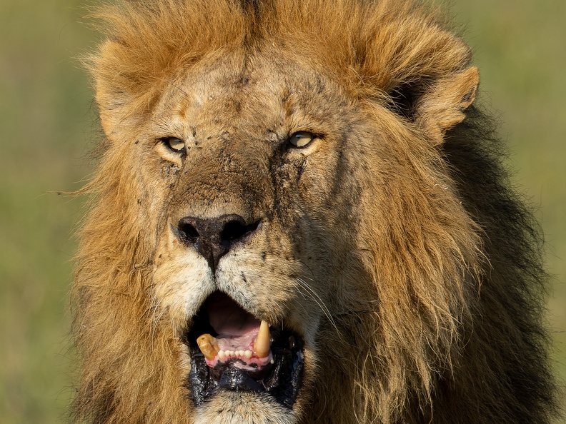 Male lion close-up